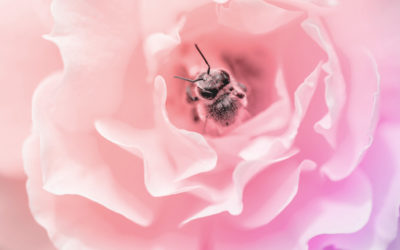 Le Masculin s&rsquo;ouvre à l&rsquo;Amour